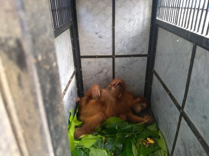 BBTNGL Kejar 'Pemilik' 2 Bayi Orangutan di Bahorok