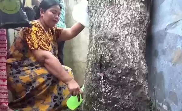 Pohon Menangis Mirip Suara Wanita, Hebohkan Warga 