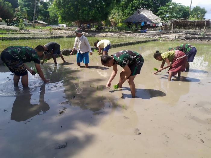 Satgas Pamtas RI-RDTL Yonif 132/BS, Membantu Petani Tanam Padi