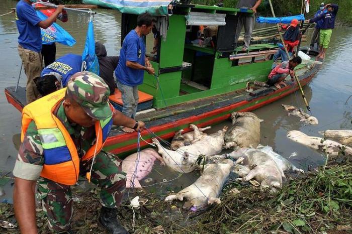 Penanganan Selanjutnya Tunggu Arahan Gubernur Sumut