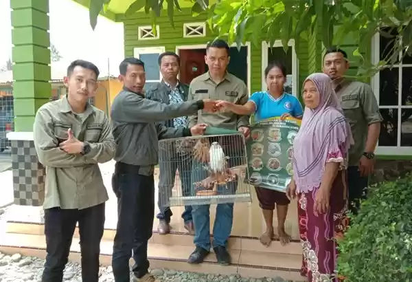 BKSDA Sita Elang Bondol dari Warga di Langkat