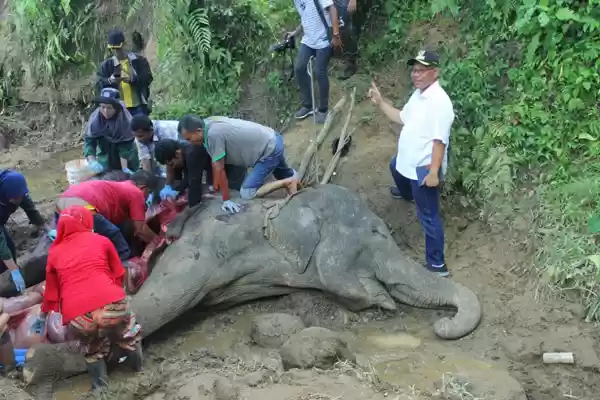 Akhyar Turut Berduka, Gajah Betina 'Neneng' Mati Akibat Sudah Tua