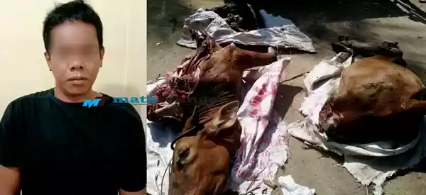 Pelaku Mutilasi Hewan Ternak yang Resahkan Warga Sei Dadap Diringkus Polisi