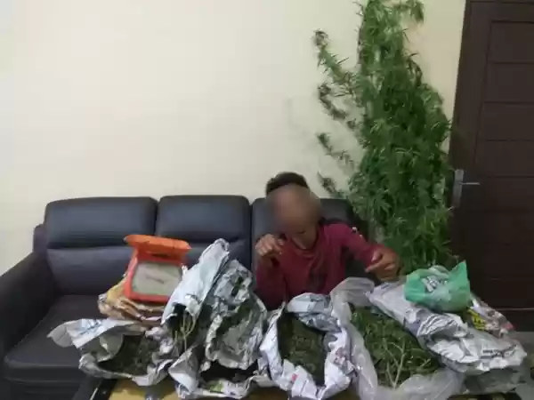 Tanam Ganja, Warga Singa Kena Pelor Polisi