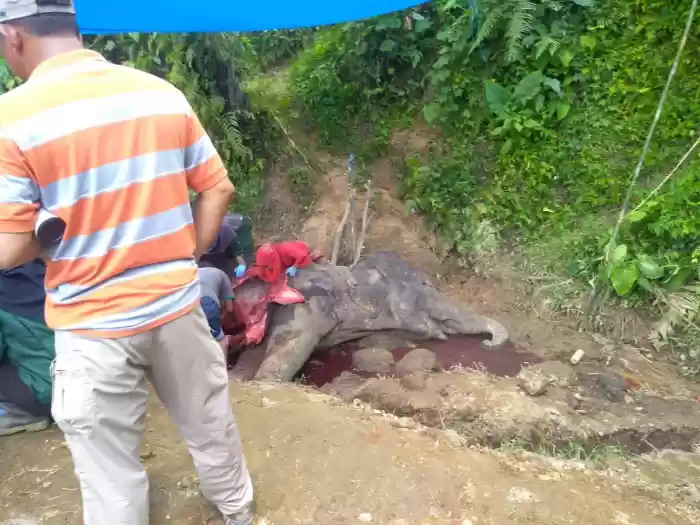  Gajah Sumatera di Kebun Binatang Medan Tidak Kekurangan Pakan