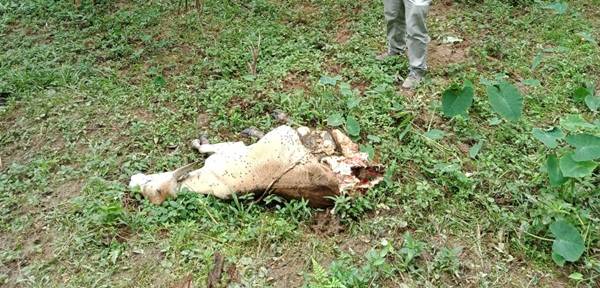 Lagi, Harimau di Bahorok Mangsa 2 Lembu Warga