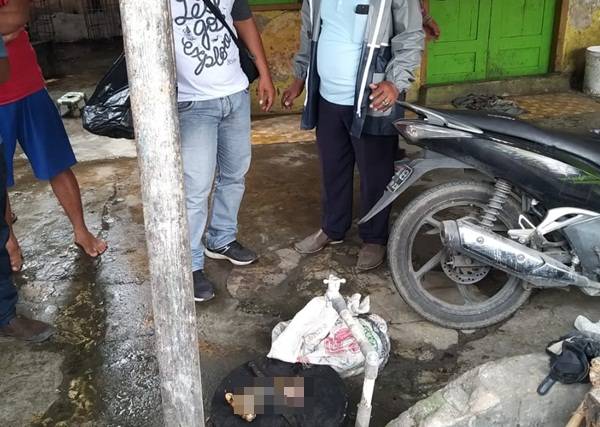 Polisi Selidiki Kasus Mutilasi Kucing di Medan