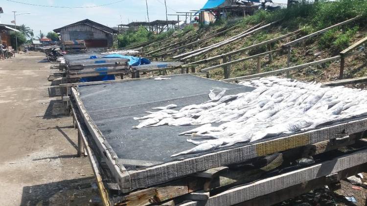 Akibat Keadaan dilaut Cuacanya Sangat Exstrim, Ikan Asin Langka