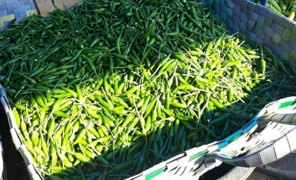 Harga Cabai Rawit di Medan Semakin Pedas, Tembus Rp 100 Ribu /Kg