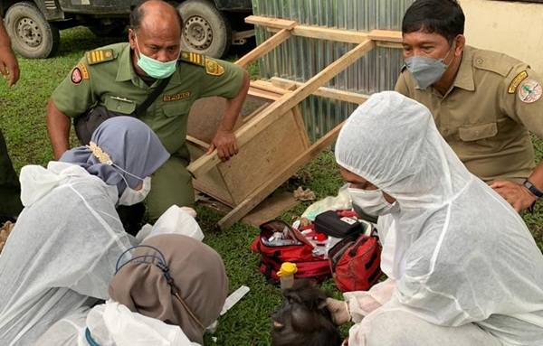 BBKSDA Sita Berbagai Satwa Liar Dilindungi dari Rumah Bupati Terbit