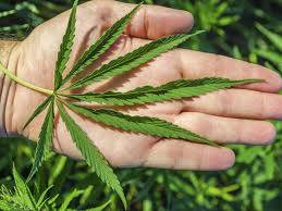 Untuk Negara Pertama di Asia, Thailand Legalkan Penggunaan Ganja