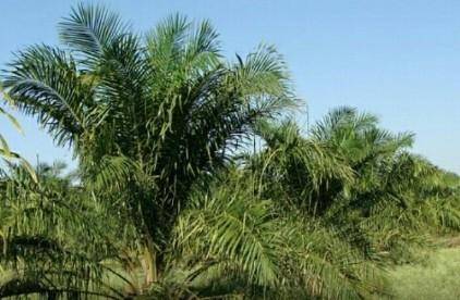 Dinas Perkebunan Sumatera Utara Publikasikan Harga TBS Kelapa Sawit Rakyat Untuk Sepekan Kedepan