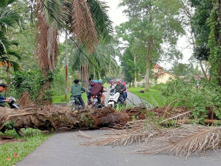 Pohon Sawit Tumbang di Komplek Kantor Bupati Deli Serdang Nyaris Timpa Pengendara Motor