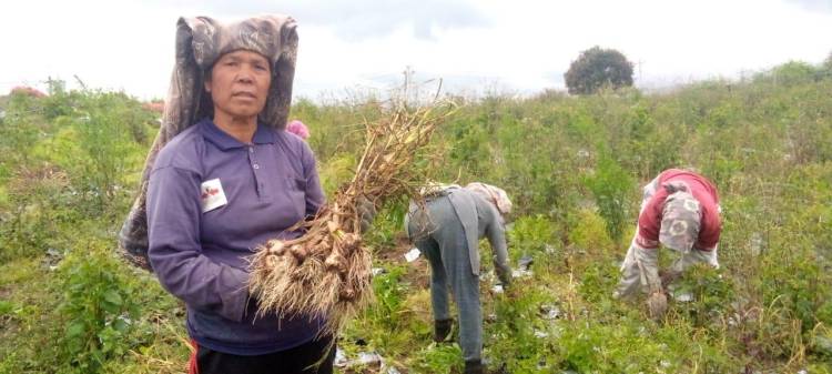 Wabup Humbahas Peragakan Bawang Putih Bak Lato-Lato, Petani di Lahan FE Kecewa dan Merasa Pelecehan