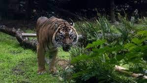 Masuk Hutan FKL, Empat Tim Patroli Hutan di"terkam" Harimau