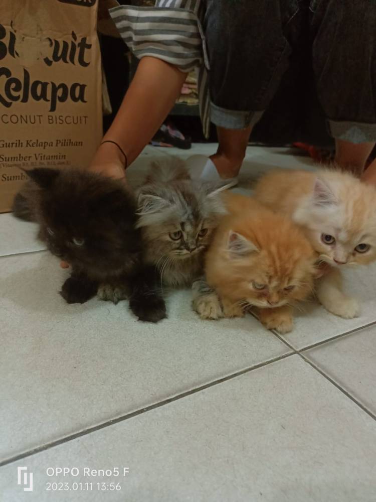Gasak 4 Kucing, Irwansyah  Dibui Polsek Hamparan Perak