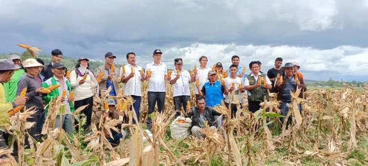 Dosmar Puas, Petani Jagung Akui Keuntungan 20 Juta Pasca Panen Jagung Berkas Program Bupati