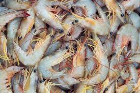 'Penipuan Udang' Merajalela di banyak restoran di Gulf Coast