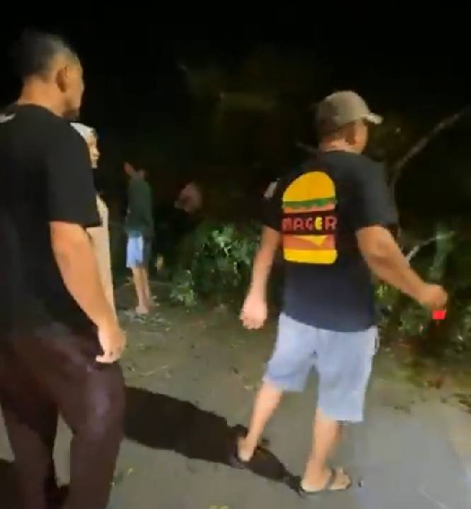 Pohon Beringin Besar di Kualanamu Tumbang Nyaris Timpa Warga