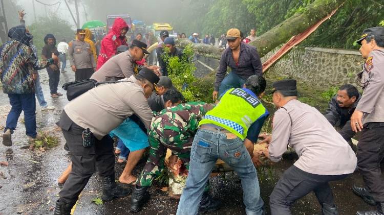 Polres Tanah Karo Tanggap Darurat, Jalur Berastagi-Medan Kembali Normal Pascapohon Tumbang