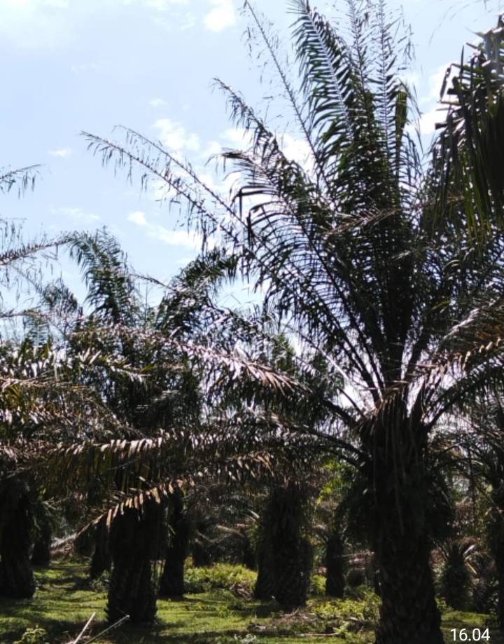 Blusukan Ke Kebun PTP Nusantara IV Regional I Kebun Dusun Hulu Temukan Ulat Kantong