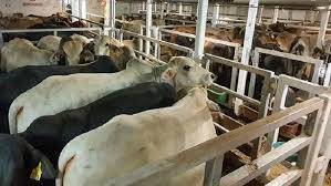 2050 Sapi Import Tiba di Belawan