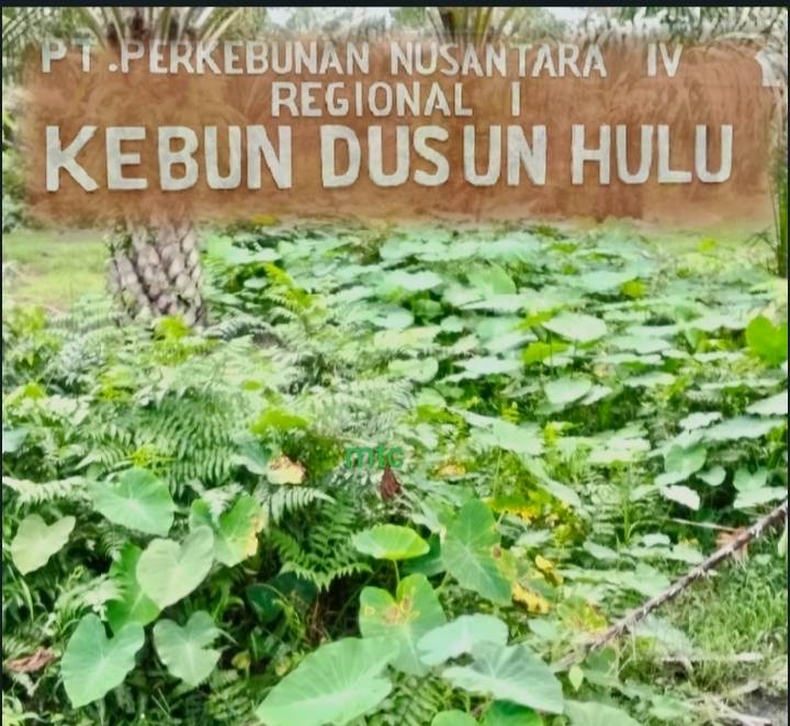 Ditengarai Dana Perawatan Kebun Banyak Menguap, Hama Ulat Dan Gulma Semakin Menjadi