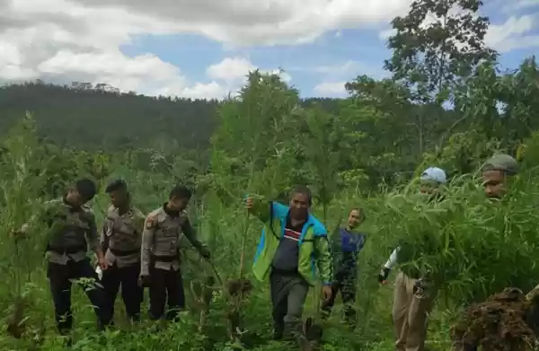 Polisi Gagalkan Panen Ganja di Lahan 4 Hektar