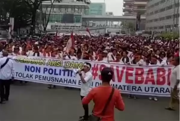 Aksi #Save Babi Bergerak, Hindari Jalan Ini!