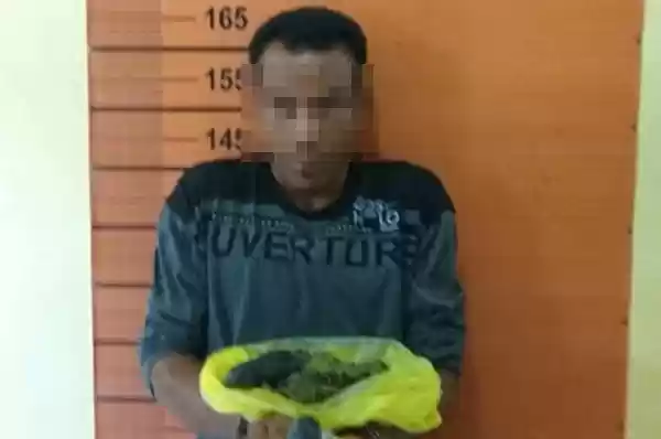 Rekannya 'Bunyi', Pengedar Ganja di Pancurbatu Diringkus Polisi 