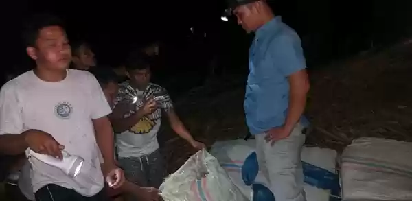 285 Kg Ganja Ditemukan di Perkebunan Sawit PTPN III Desa Tarutung Padangsidimpuan