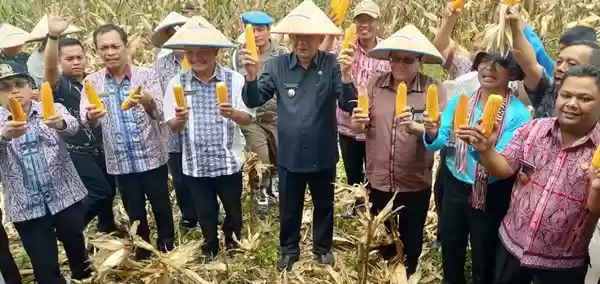 Bupati Tobasa Hadiri Panen Jagung Bumdes Andeska Desa Natumikka