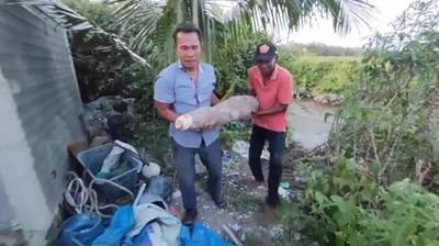 Pemilik Singkong Raksasa Memilih Menyimpan dari di Konsumsi
