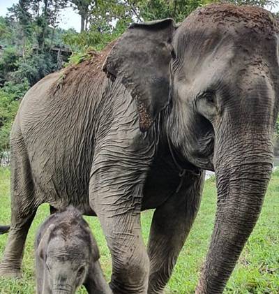Seekor Anak Gajah Sumatra Lahir di Tangkahan