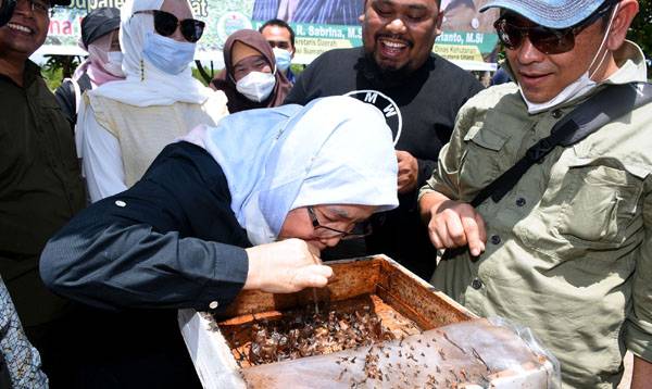 Sabrina Kunjungi Kawasan Hutan Bakau Langkat