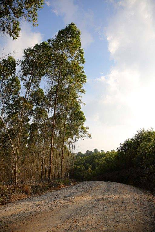 Musim Kemarau Ancaman Kebakaran Hutan Di Sumut Tinggi