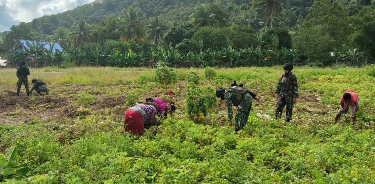 Satgas Kodim Yalimo Yonif RK 751/VJS Panen Kacang Tanah Bersama Warga Perbatasan