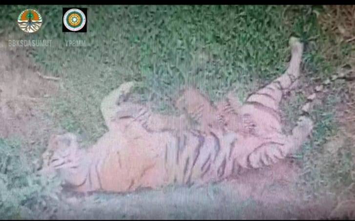 3 Ekor Anak Harimau Sumatera Lahir di Sanctuary Harimau Barumun