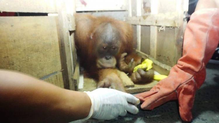 Polisi Gagalkan Upaya Penyelundupan Orangutan Sumatera