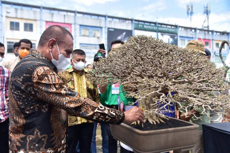 Edy Rahmayadi Tinjau Pameran Bonsai Tingkat Nasional