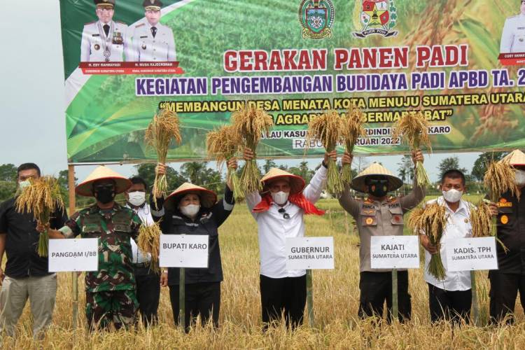 Gubernur Sumut Edy Rahmayadi Turun ke Sawah Panen Padi