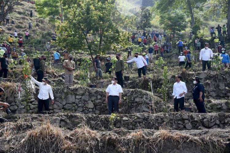 Bersama Presiden Jokowi, Gubernur Sumut Edy Rahmayadi Tanam Pohon Macademia