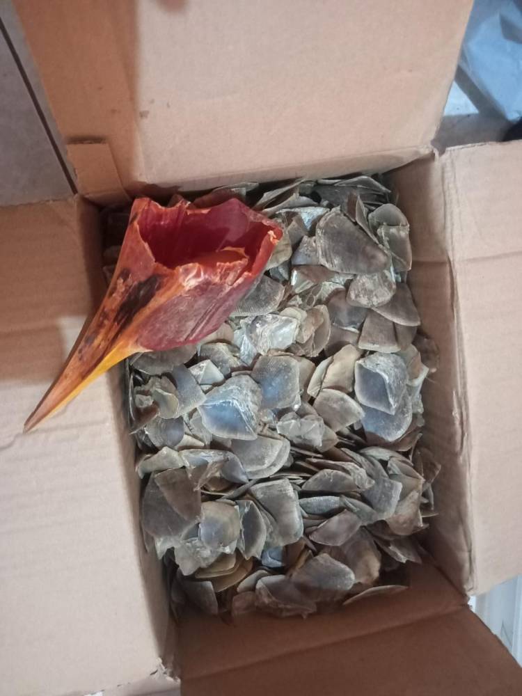 Sebanyak 1,9 Kilogram Sisik Trenggiling dan Paruh Burung Enggang Asal Aceh Gagal Melayang