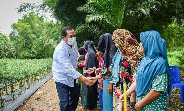 KWT Martabe Desa Bargot Topong Bersama Walikota Panen Perdana Hasil Demplot Cabe Merah