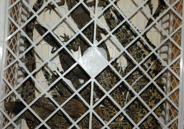 Polda Sumut dan BBKSDA Gagalkan Perdagangan Satwa Liar Dilindungi