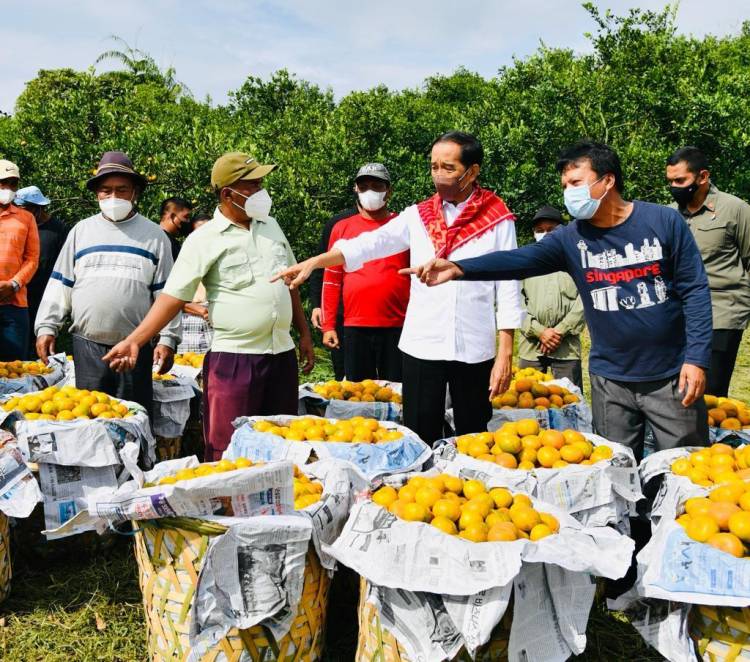 Presiden Jokowi Kunjungi Kampung Jeruk Tanah Karo Provinsi Sumut