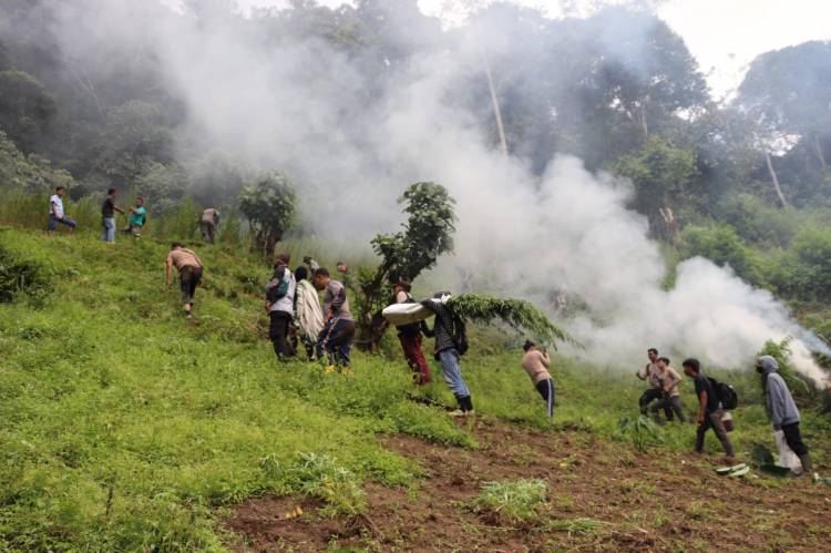 Polda Sumut Musnahkan Dua Hektar Ladang Ganja di Pegunungan Tor Mangompang