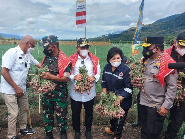 Pangdam I/BB Lakukan Panen Raya di Kabupaten Karo