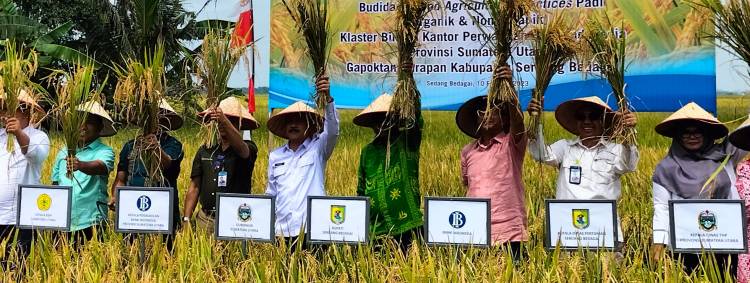 Tingkatkan Produktivitas Padi, BI Panen Bersama Demplot Padi Di Sergai