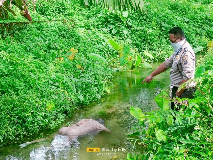 Temuan Mayat Dialiran Parit Kebun Kelapa Sawit PT Sipef, Berhasil di Evakuasi